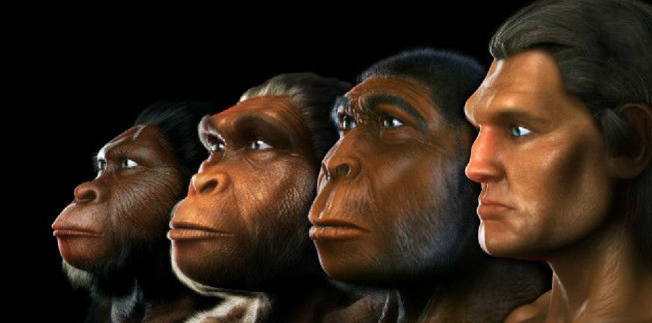 Figura 1. Individuos de algunas de las especies de los homínidos Figura 1. Individuos de algunas de las especies de los homínidos