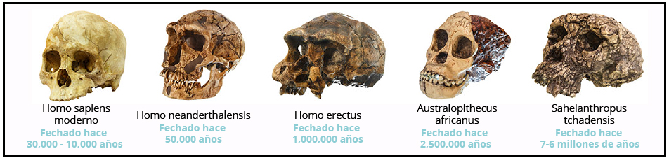 Figura 3. Cráneos de diferentes homínidos muestran la clara tendencia al crecimiento Figura 3. Cráneos de diferentes homínidos muestran la clara tendencia al crecimiento