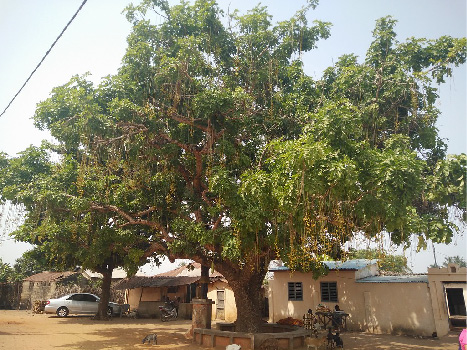 <b>Figura 1.</b> Árbol del retorno. Benín, Guinea Image