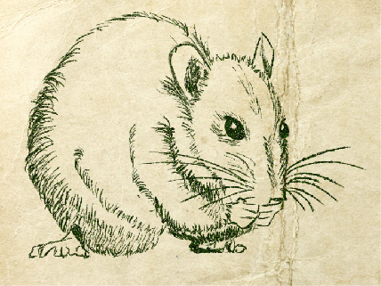 <b>Figura 3.</b> Ilustración de Clotilde, la rata que había hecho dos orificios en la cabaña para poder entrar y salir. Image